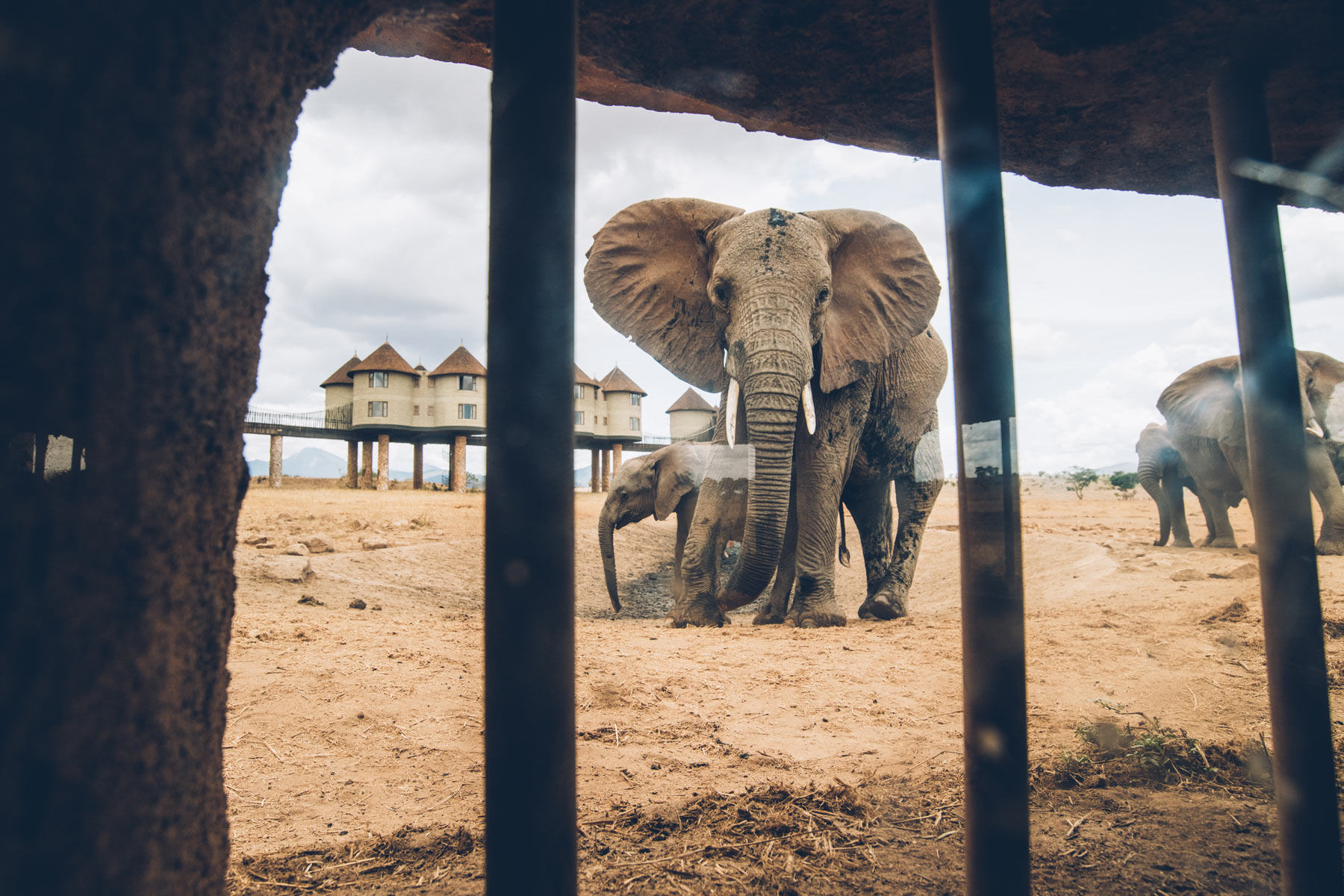 Hotel aux éléphants, Kenya