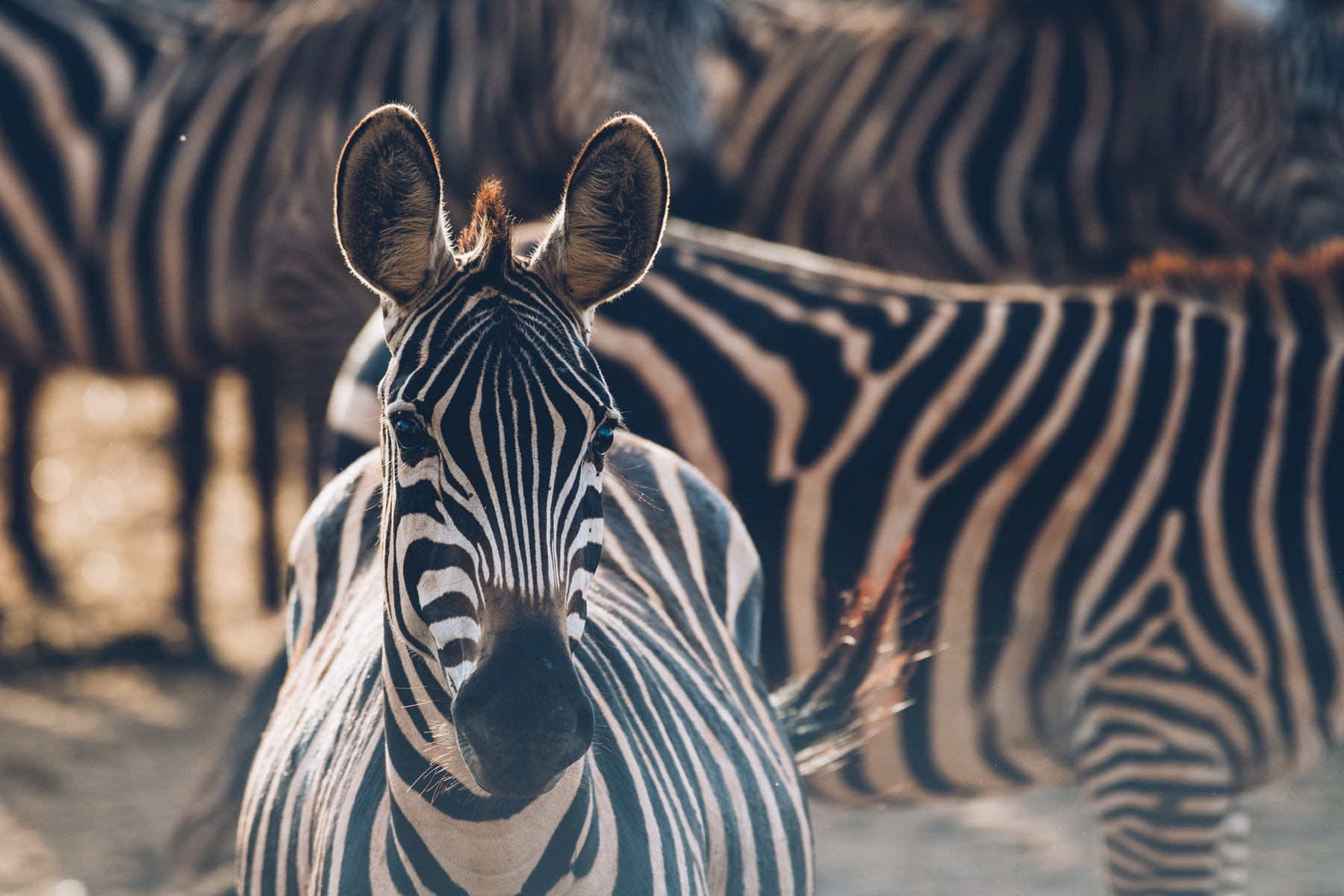 Zebres, Kenya
