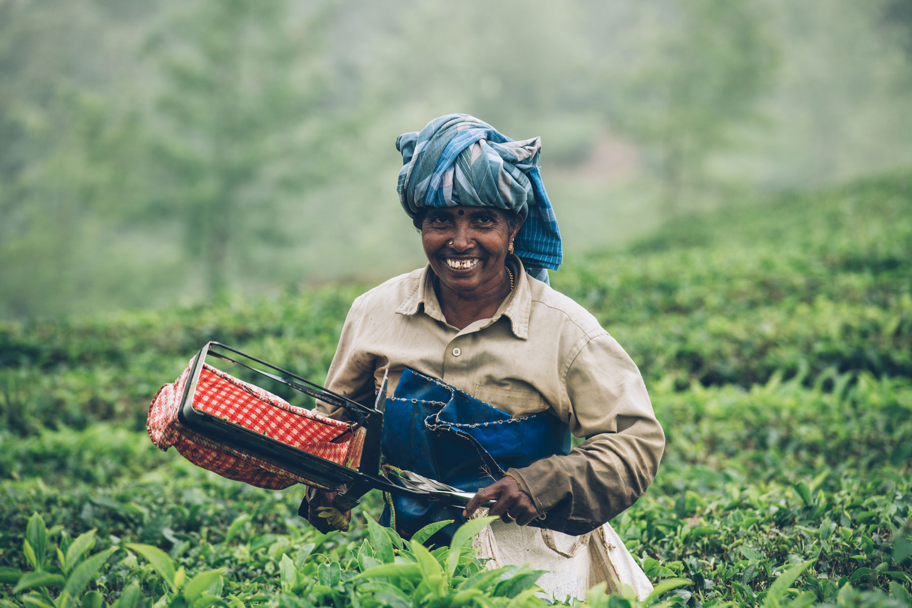 Munnar, Inde, Plantations de thé