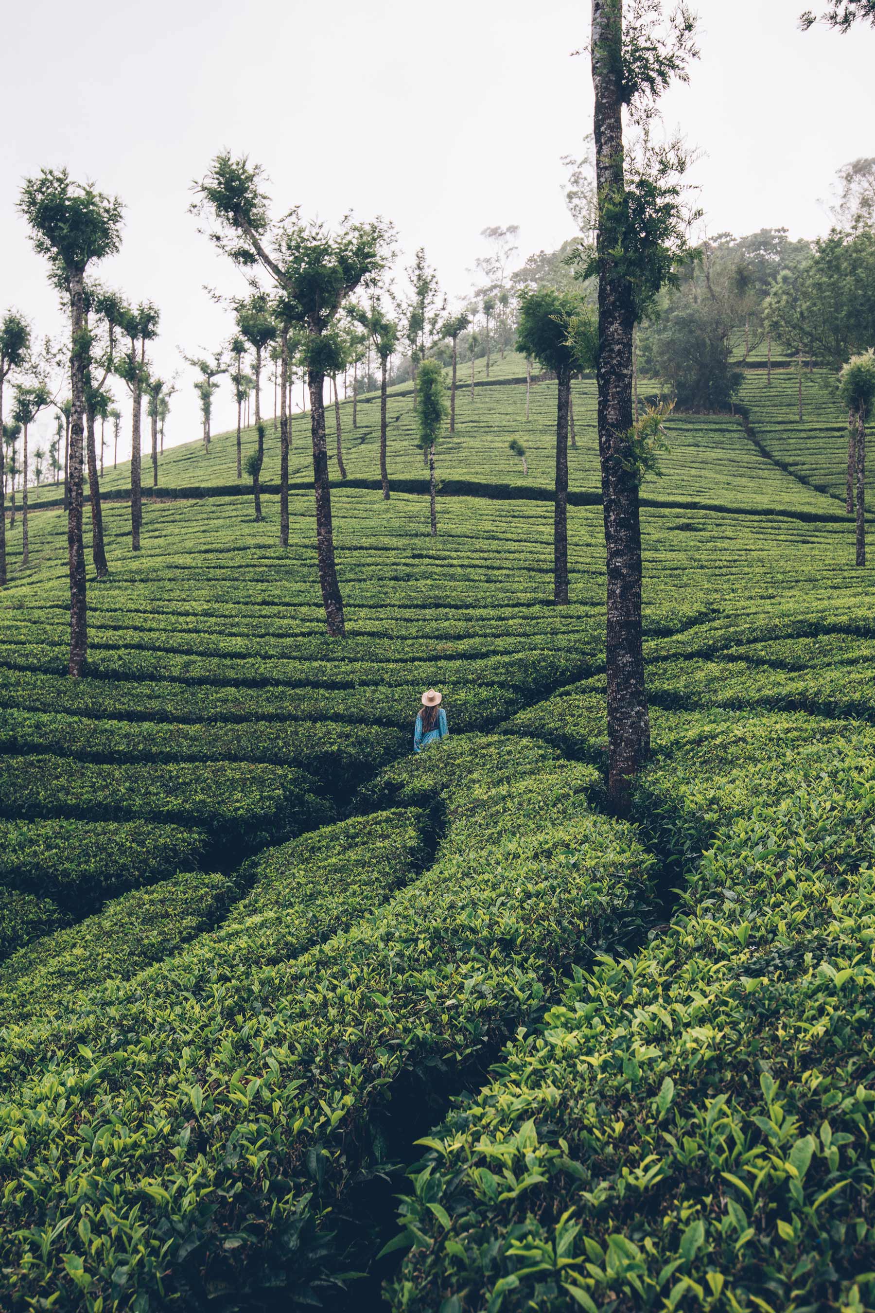 Munnar, Inde, Plantations de thé
