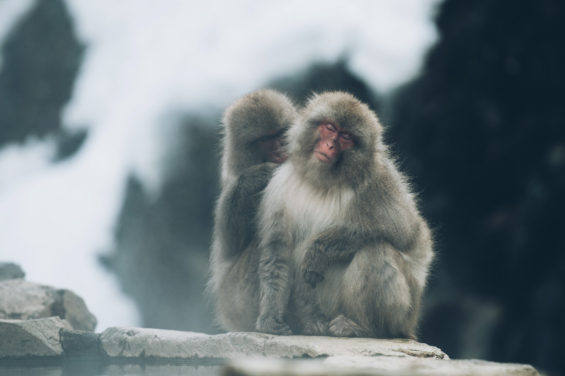 Macaques Rouges Japonais