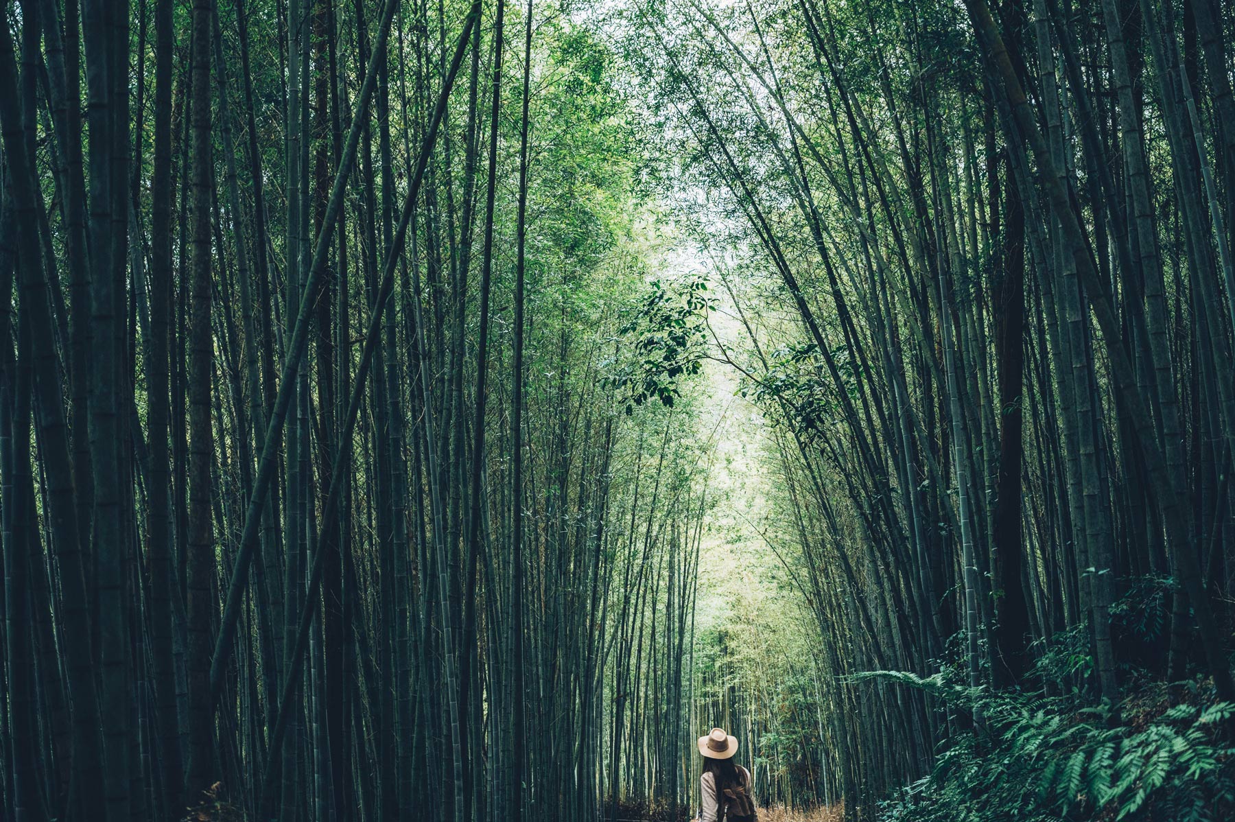 Tunnel de Bamboo à Taiwan