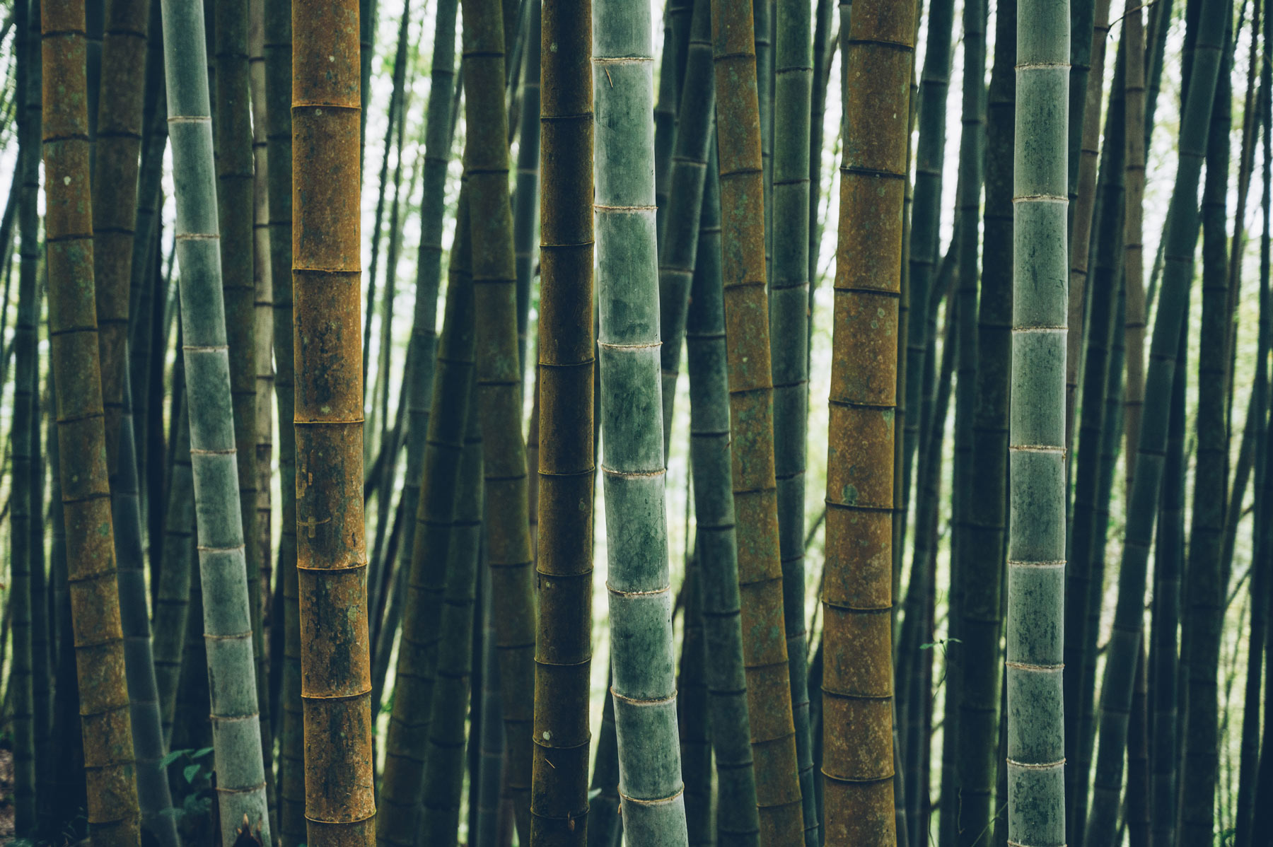 Bambou Taiwan