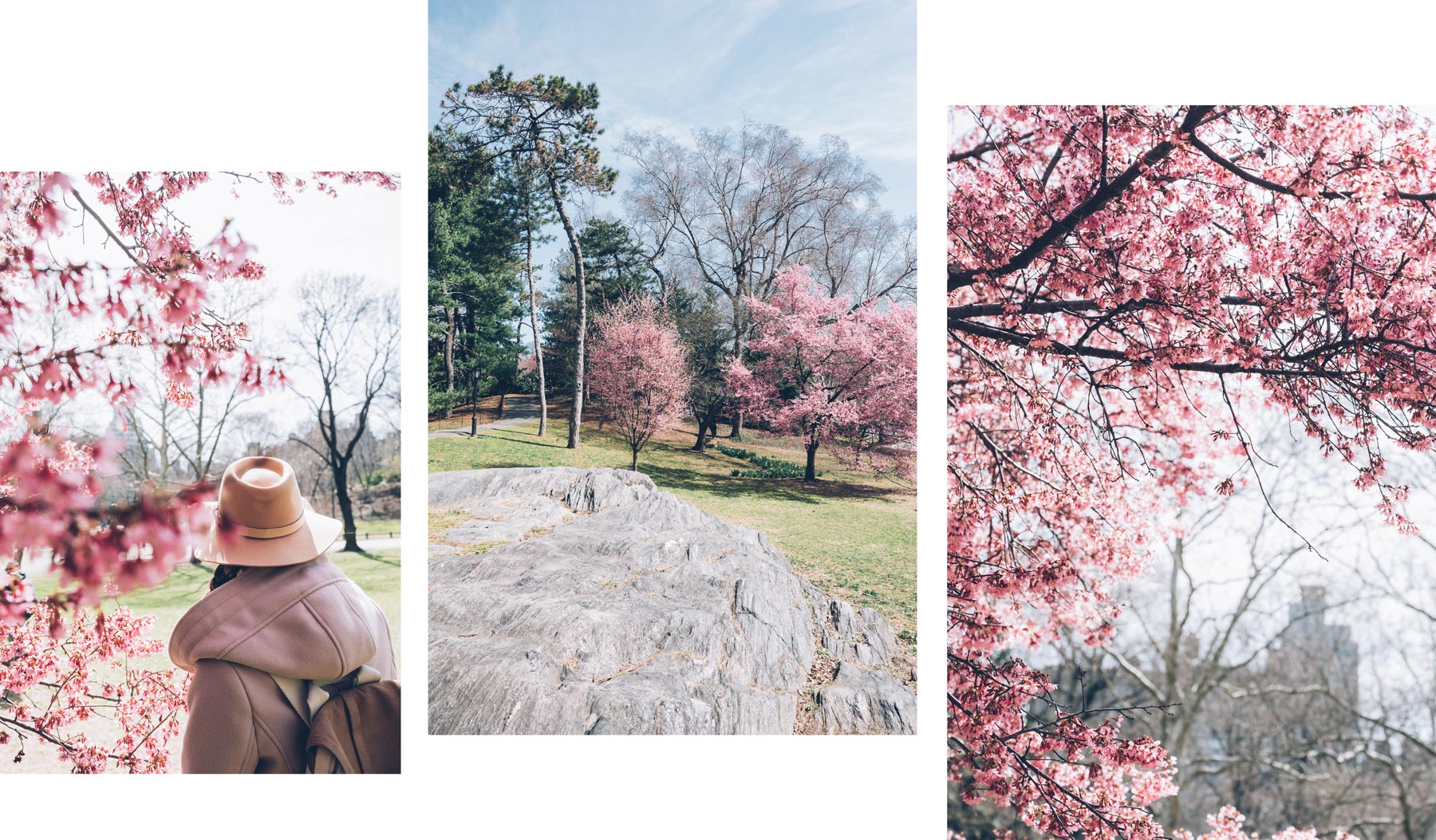 Central Park en Avril, floraison des cerisiers