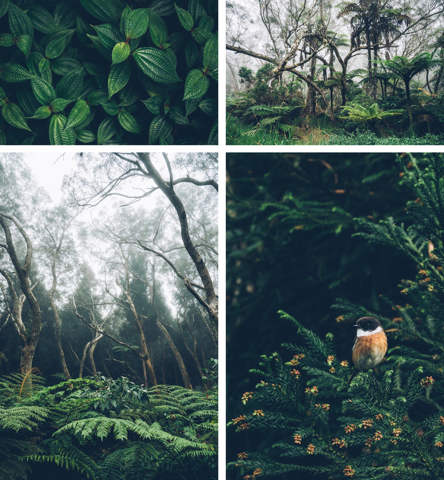 Forêt de Belouve, La Réunion