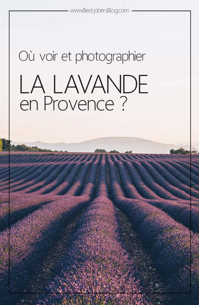 Où voir la Lavande en Provence?