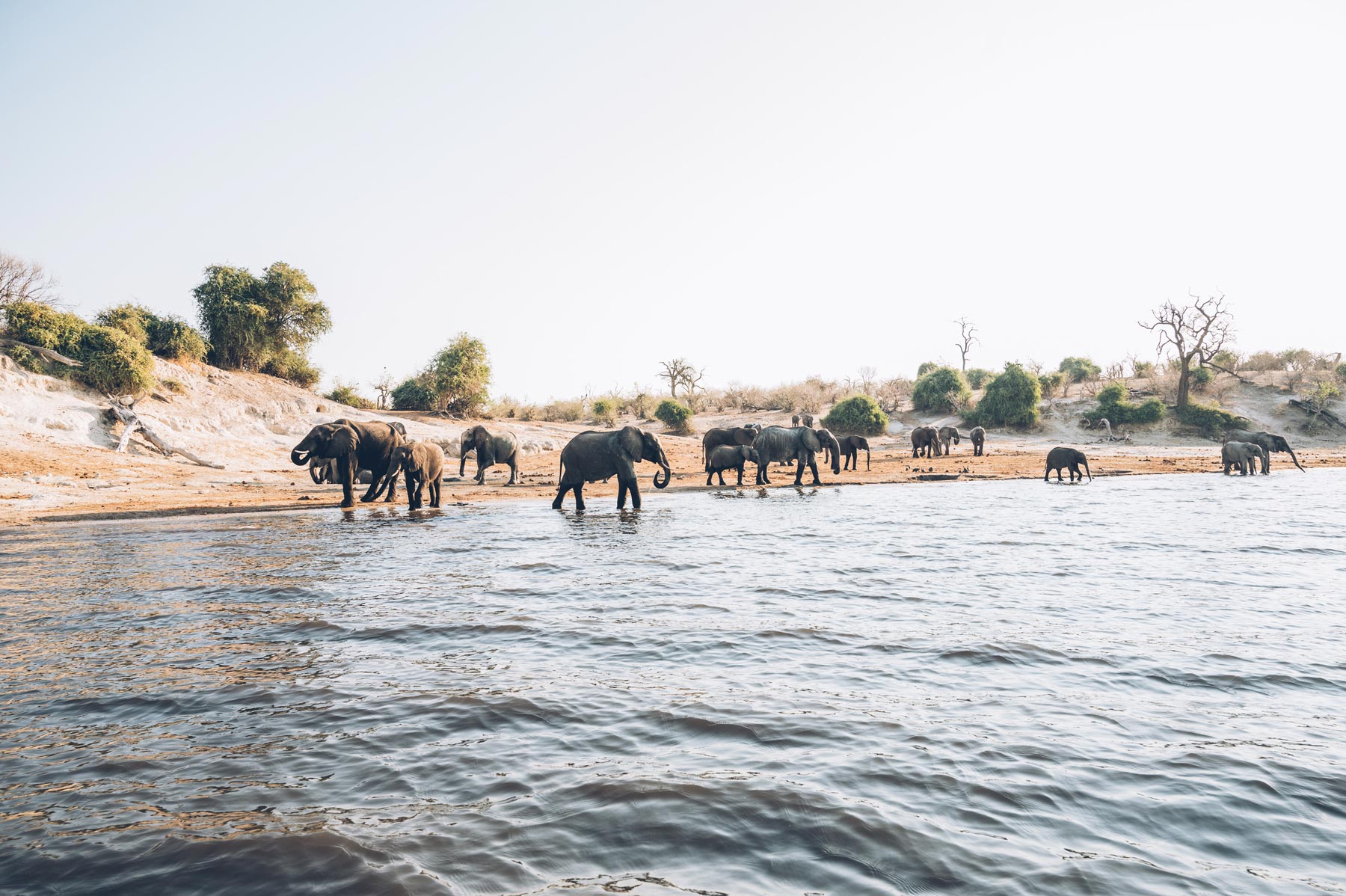 Parc National de Chobe, Les éléphants