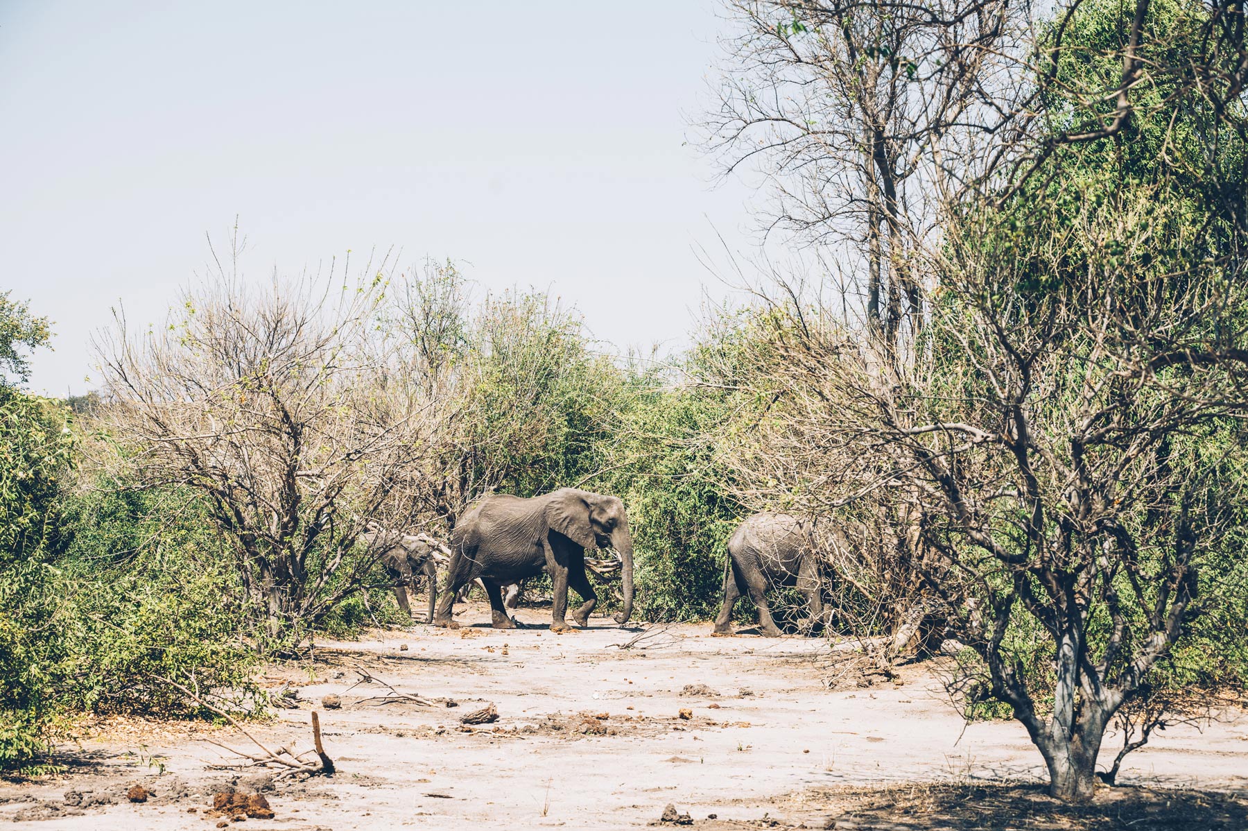 Elephants, Chobe 