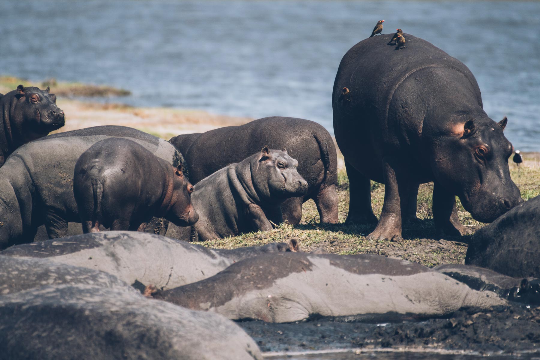 Hippopotames, Chobe National Park