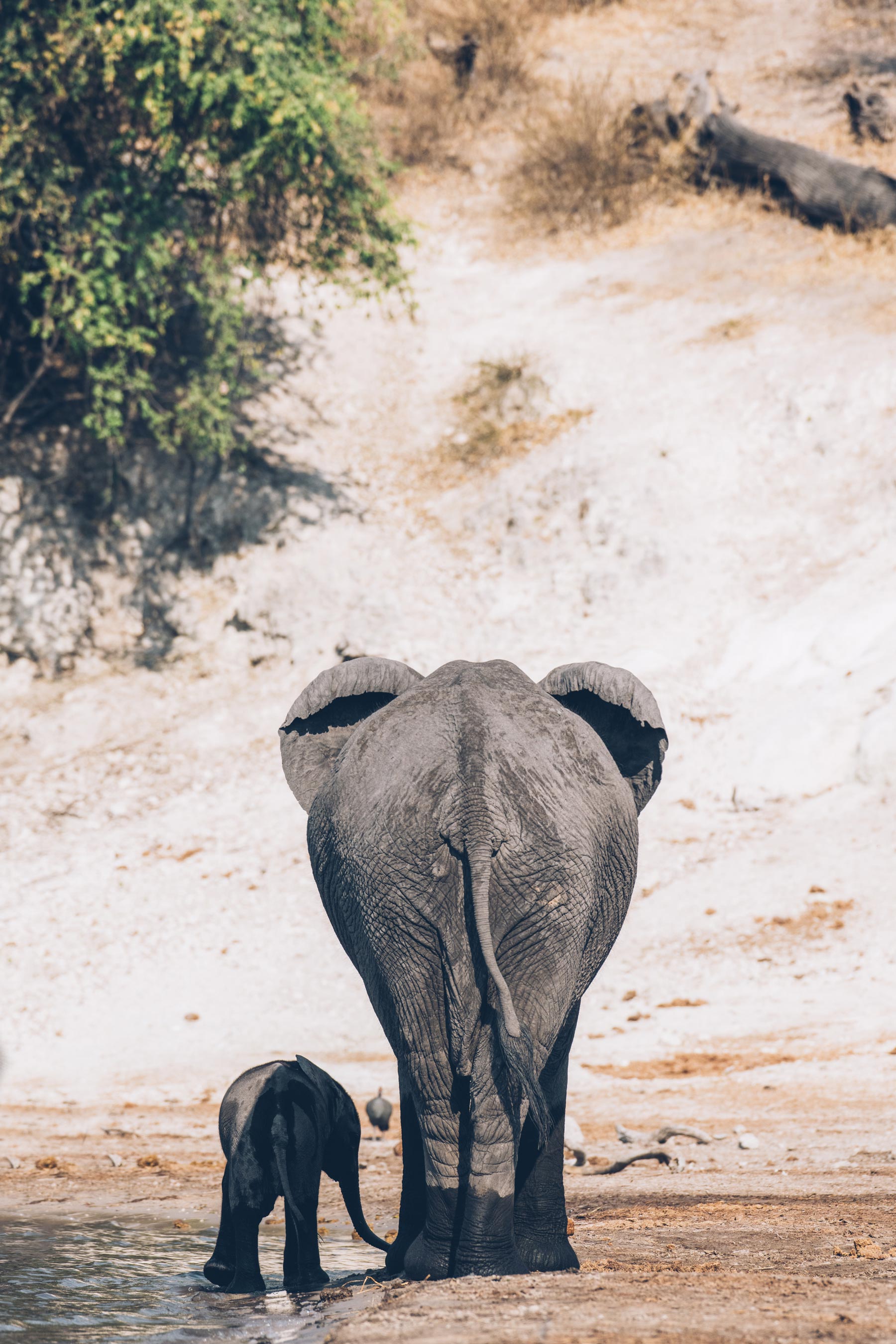 Vue de dos, Elephants, Botswana