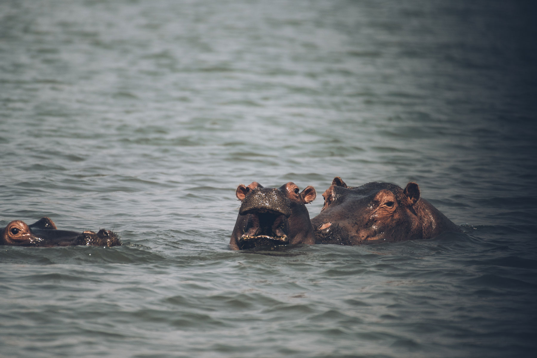 Hippos, Lac Kariba, Zimbabwe