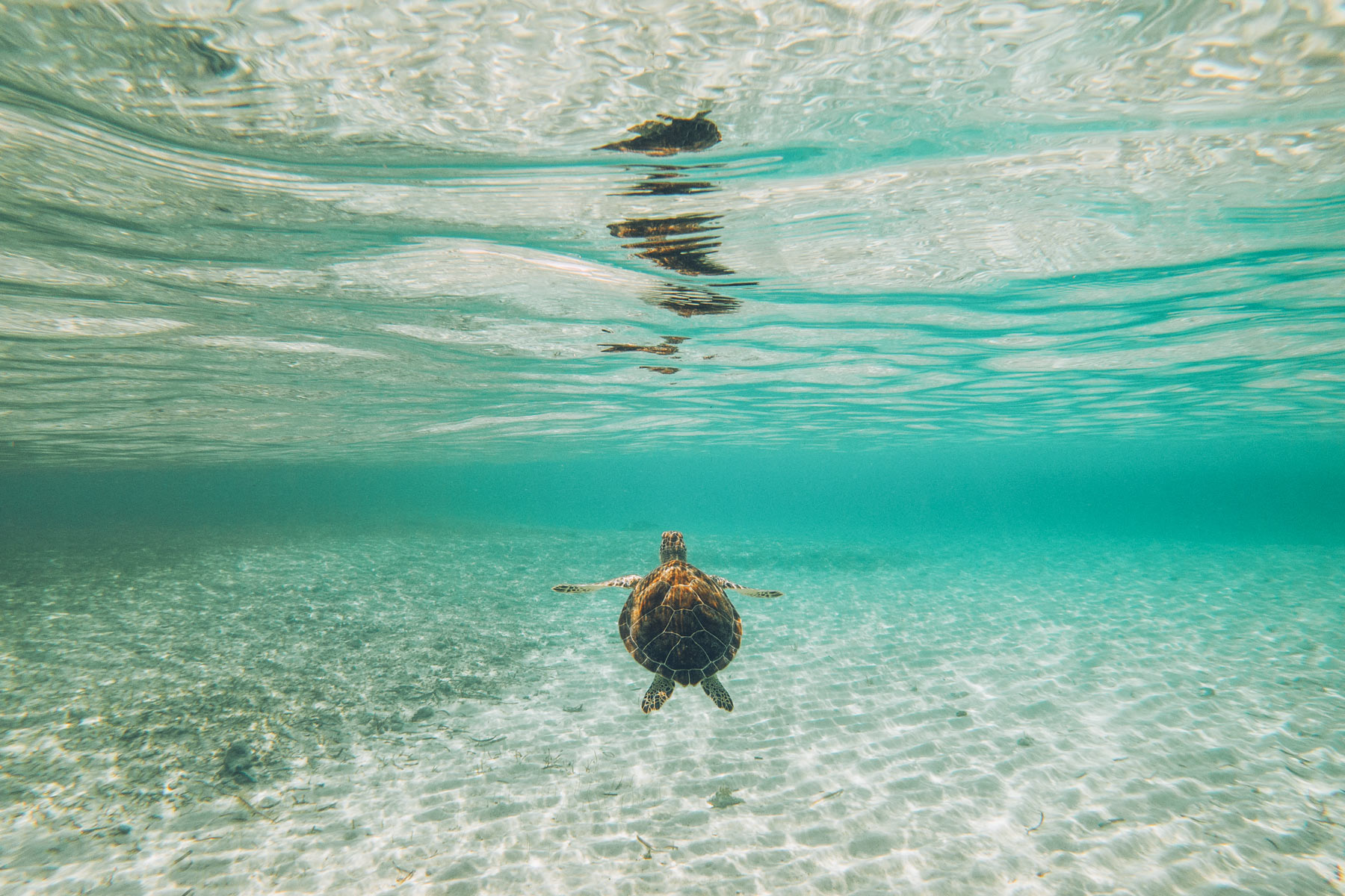 Tortue aux Bahamas, Andros