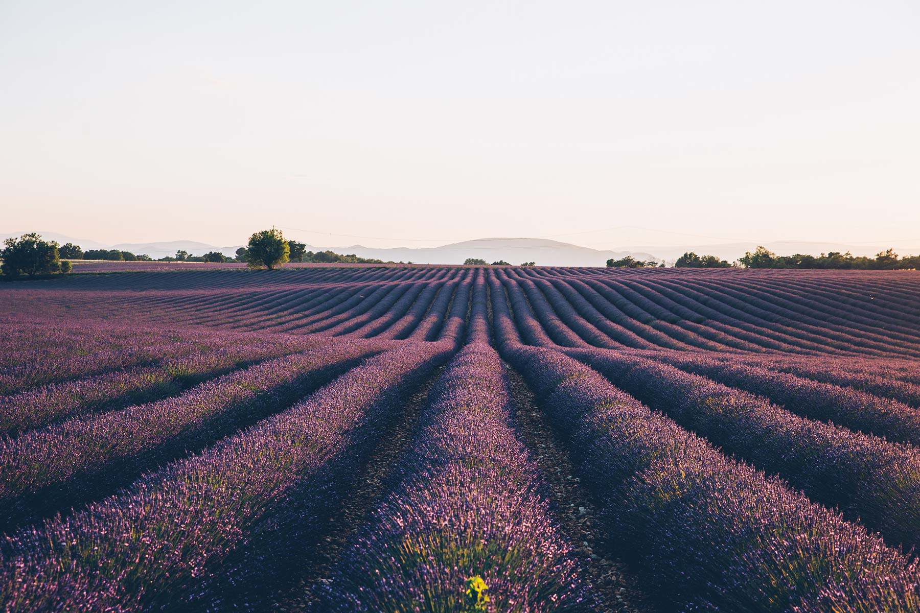 Ou voir la lavande en fleur: Valensole, Provence