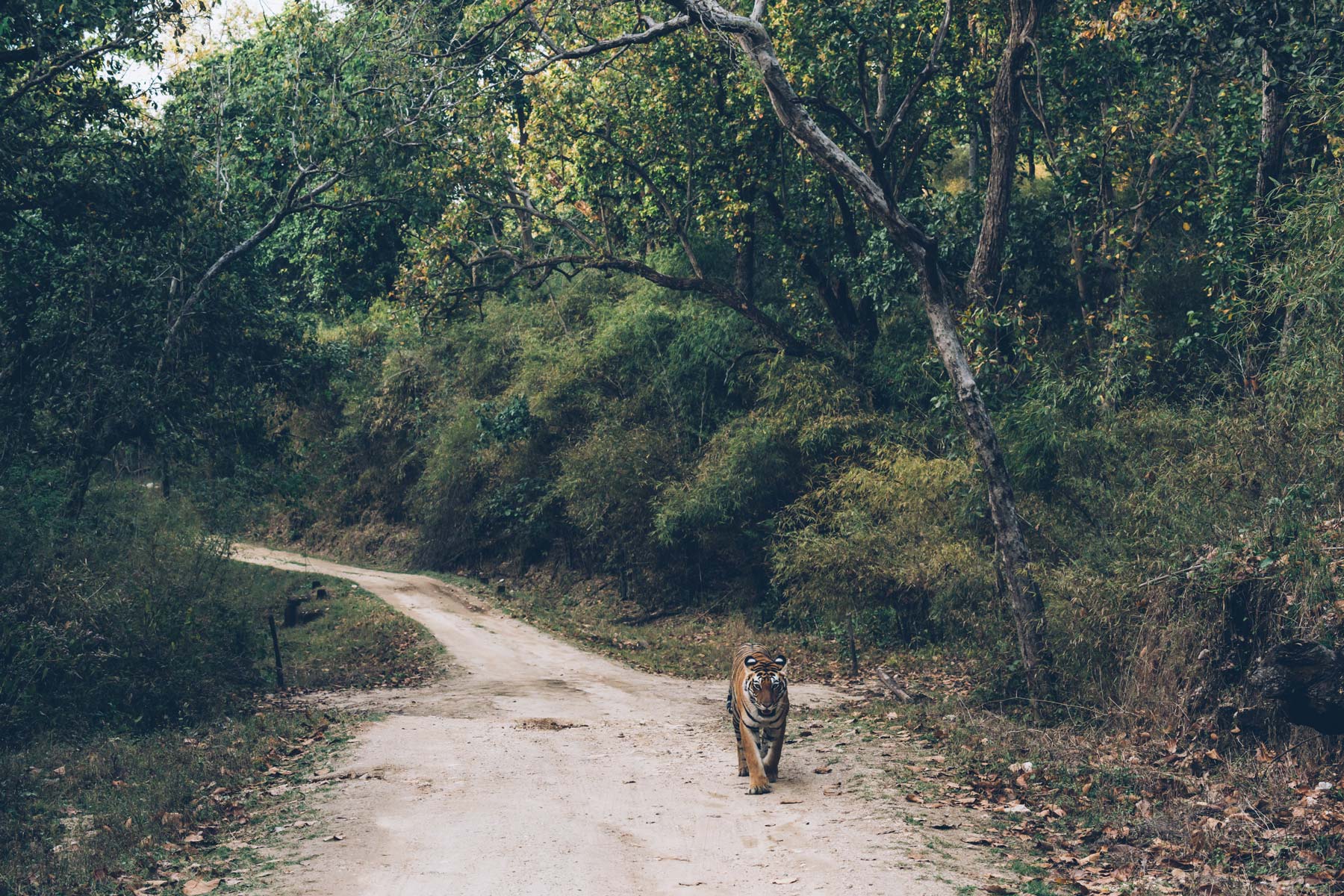 Tigre en Inde, Blog Voyage