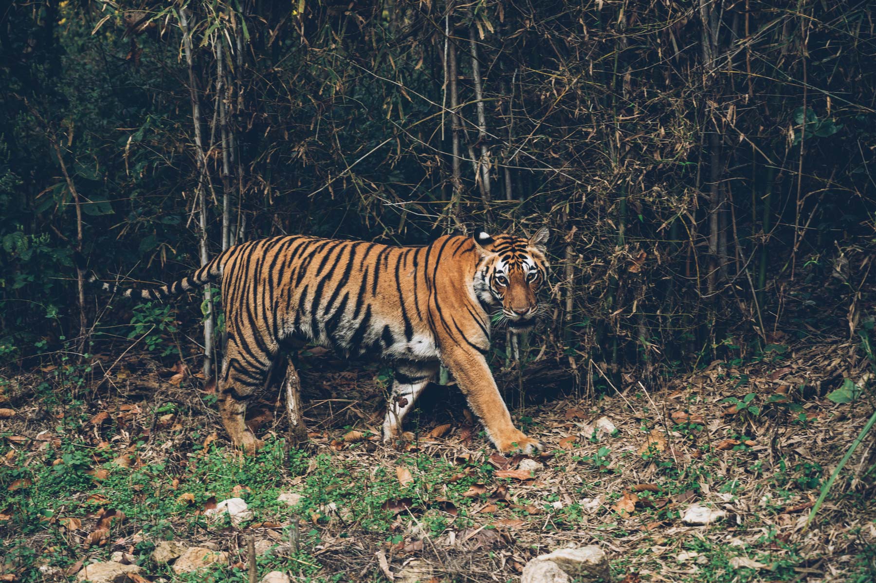 Tigre, Parc National de Kanha en Inde