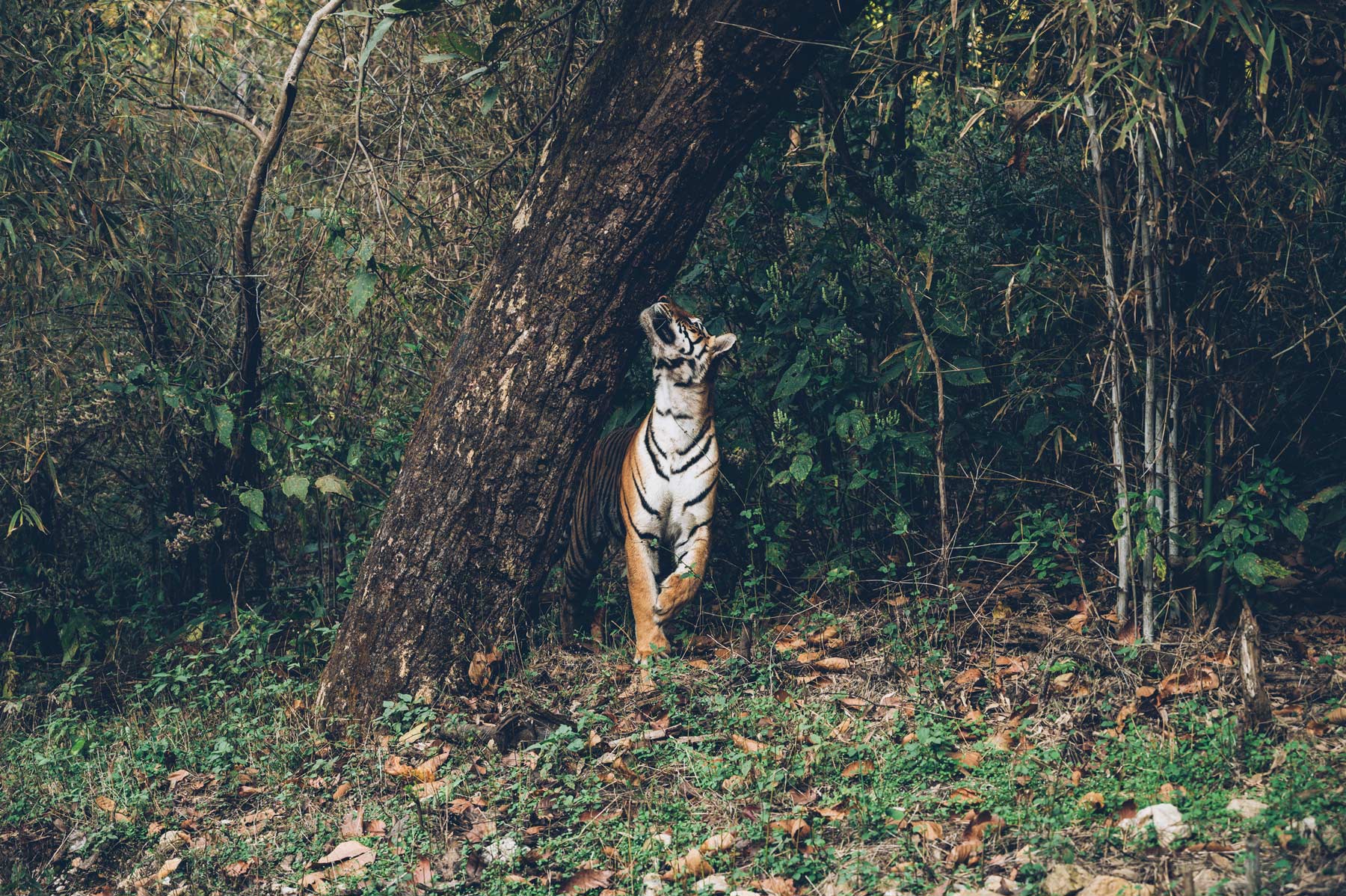 Reserve de Tigre en Inde, Kanah