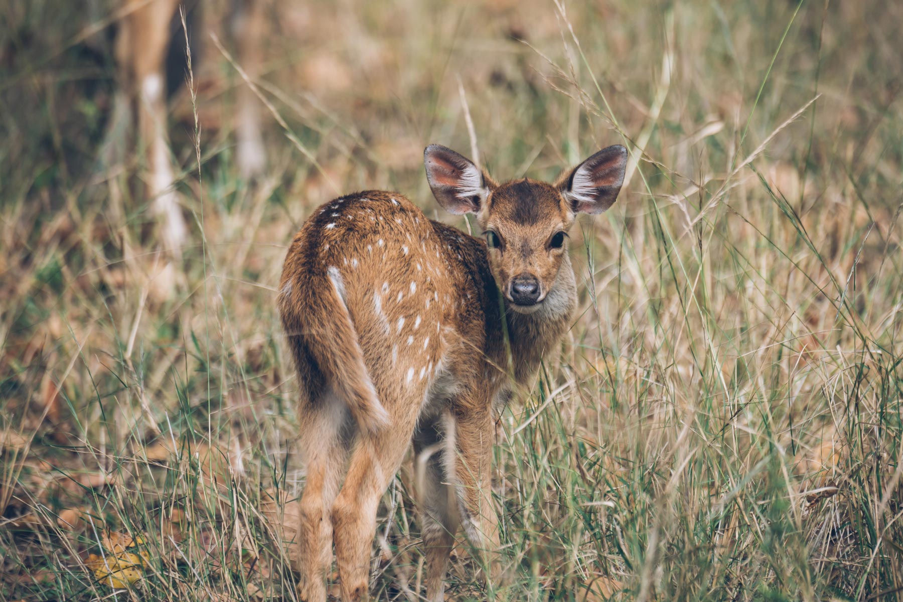 Bambi en Inde