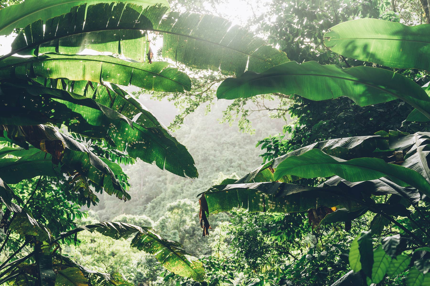 Forêt tropicale, Martinique