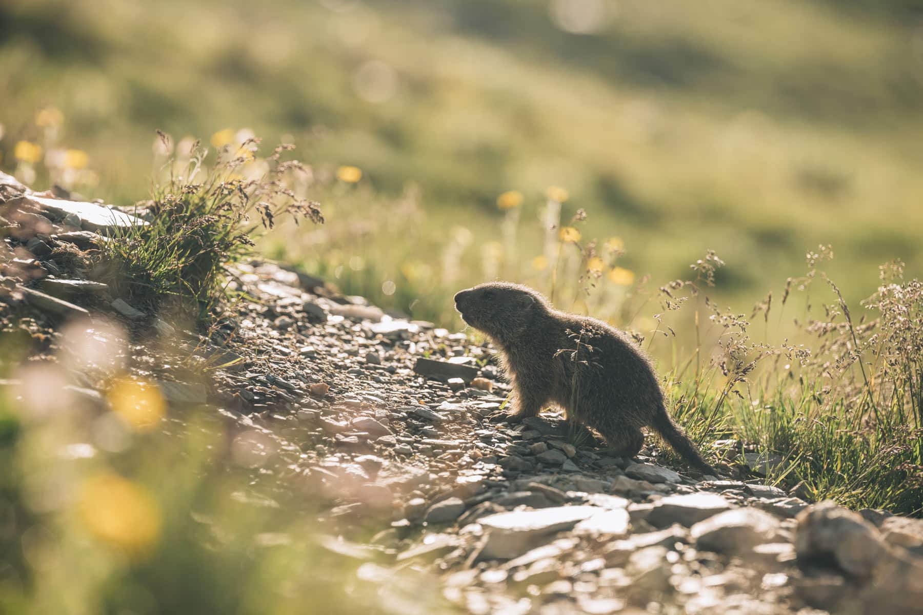 Bébé marmotte Dolomites