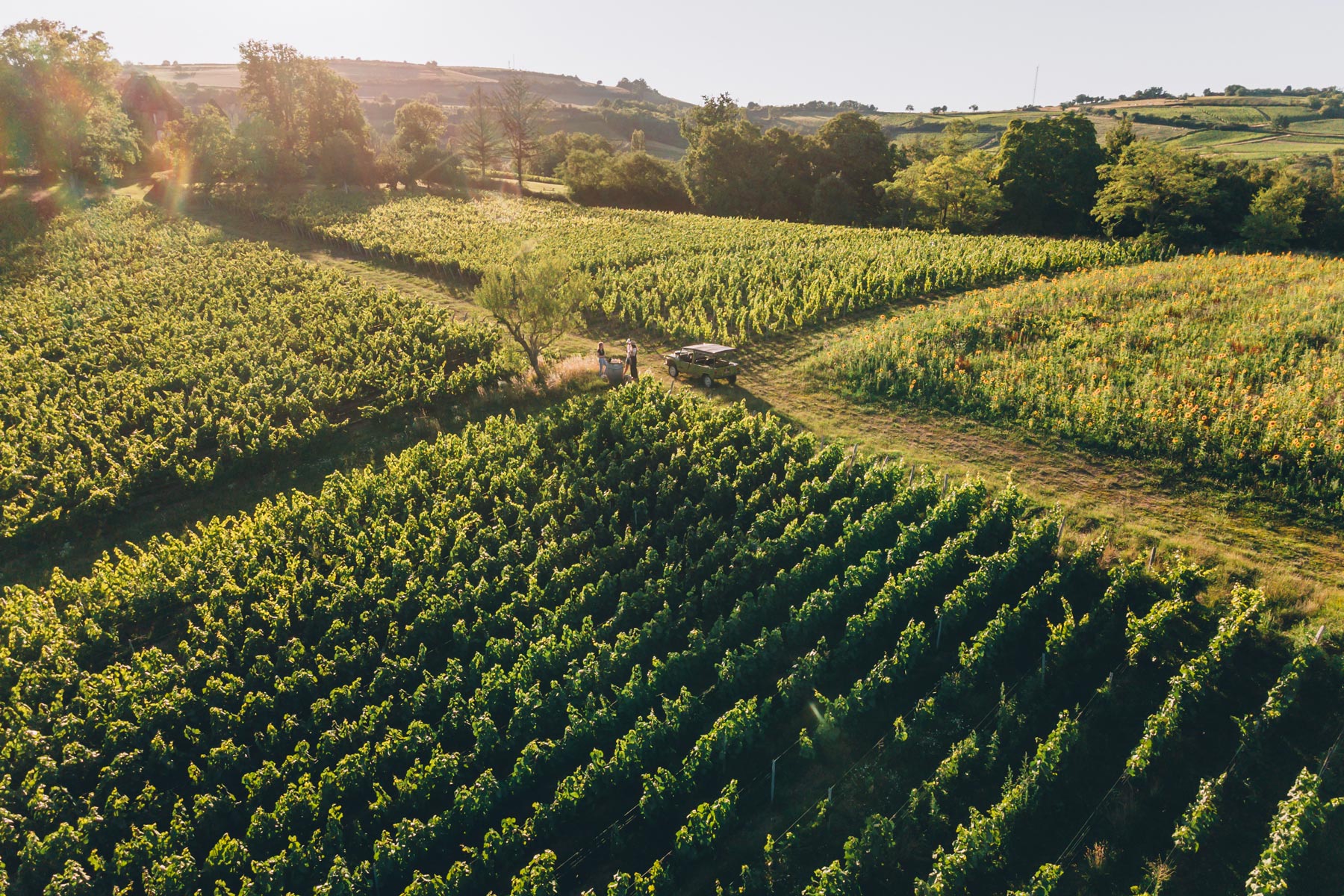Sortie insolite dans les vignes en Bourgogne