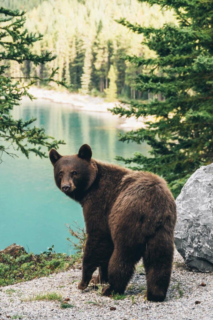 Voir les Ours à Banff