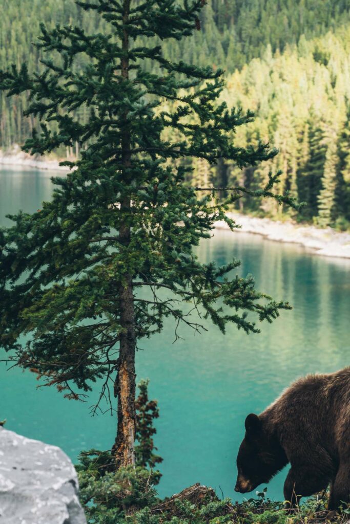 Ours à Banff