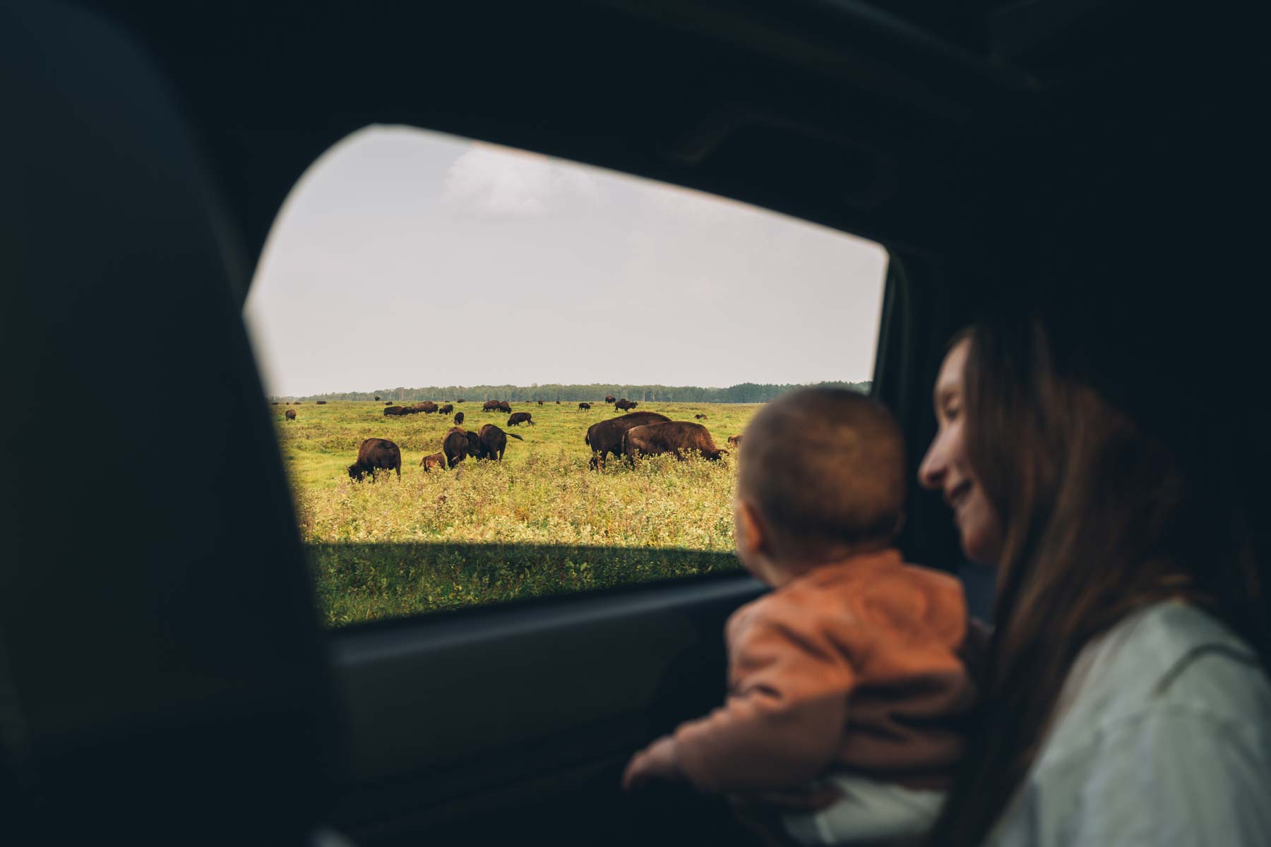 Observation des bisons au Canada: Elk Island National Park