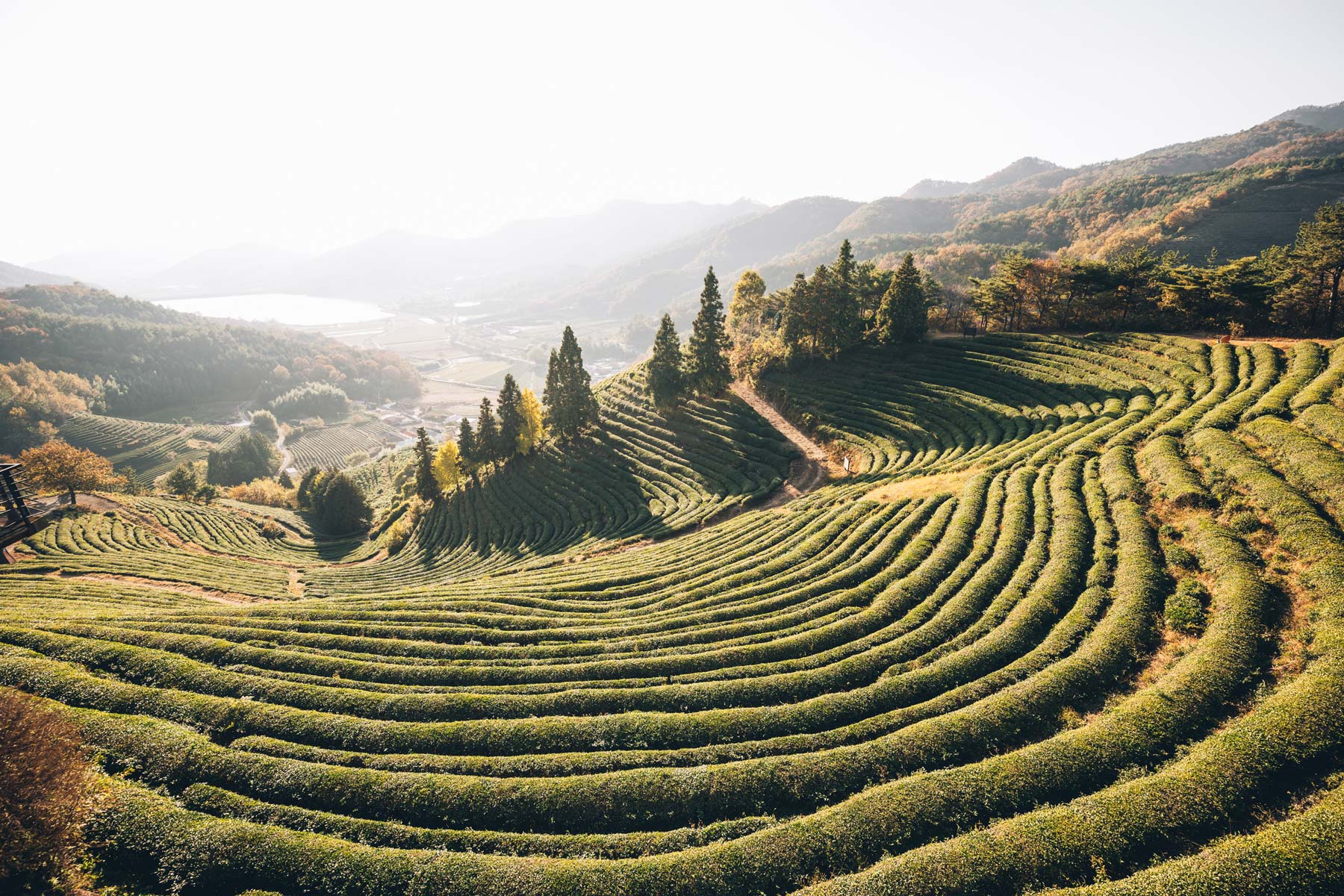 Les champs de thé de Boseong