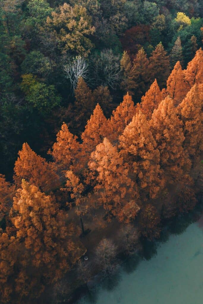 Metasequoia, Corée du Sud