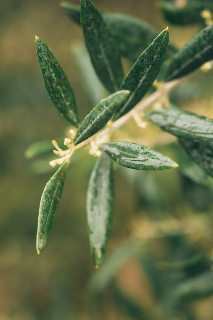 Huile d'olive bio, Quinson